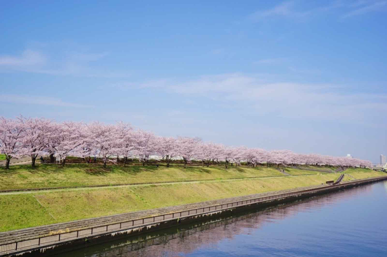 荒川赤羽桜堤緑地