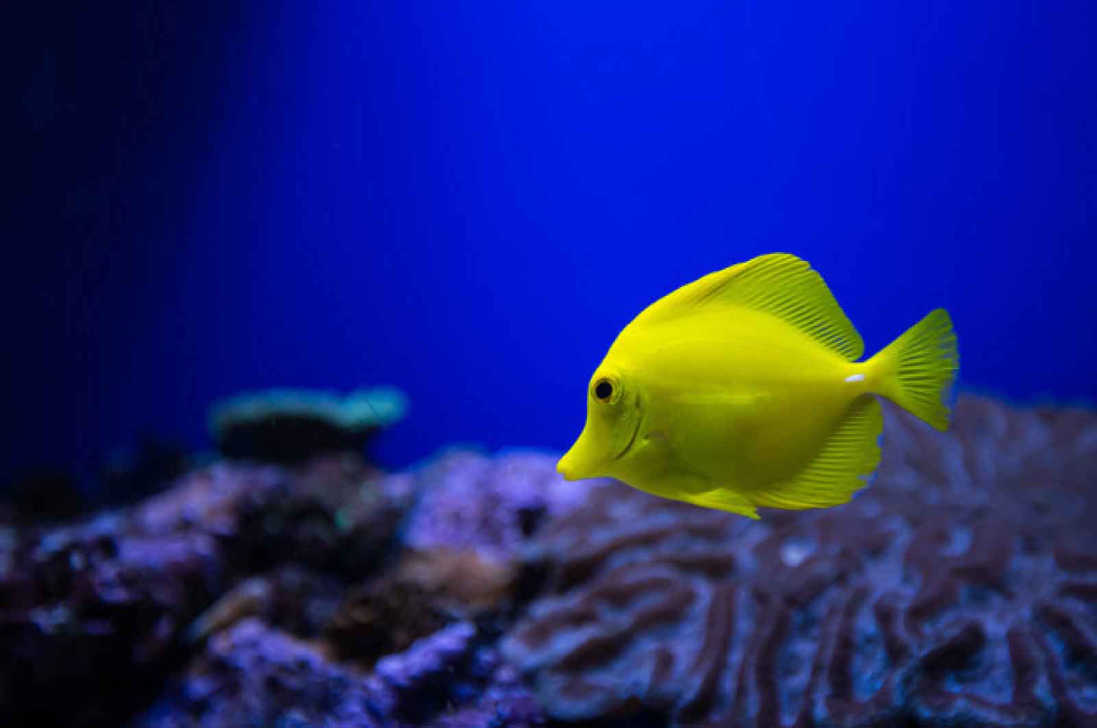 浅虫水族館<