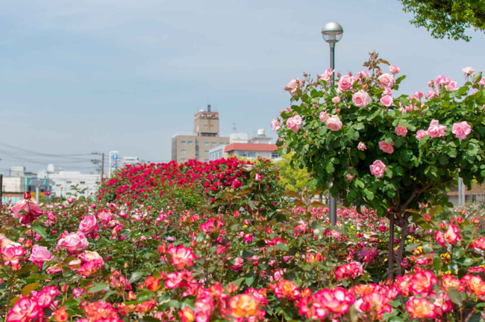 ばら公園