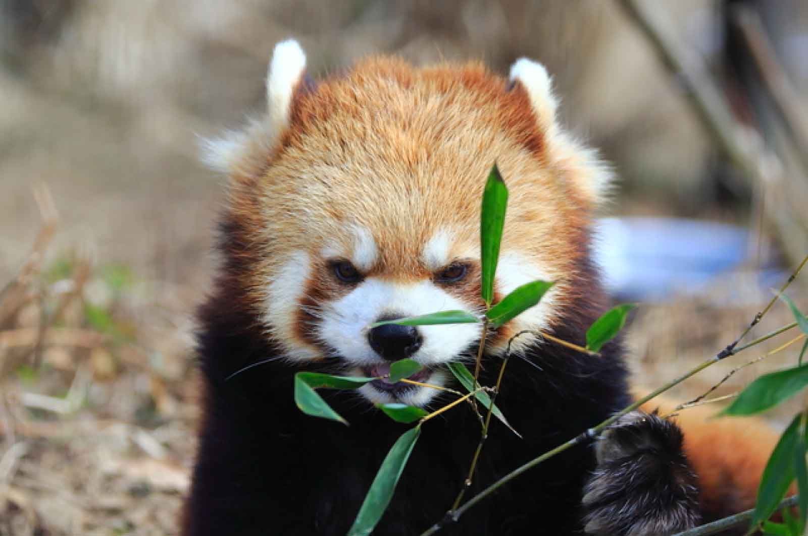 茶臼山動物園