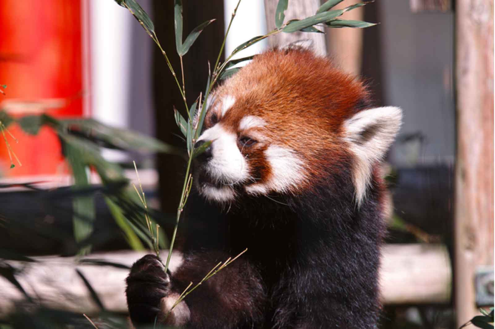 池田動物園