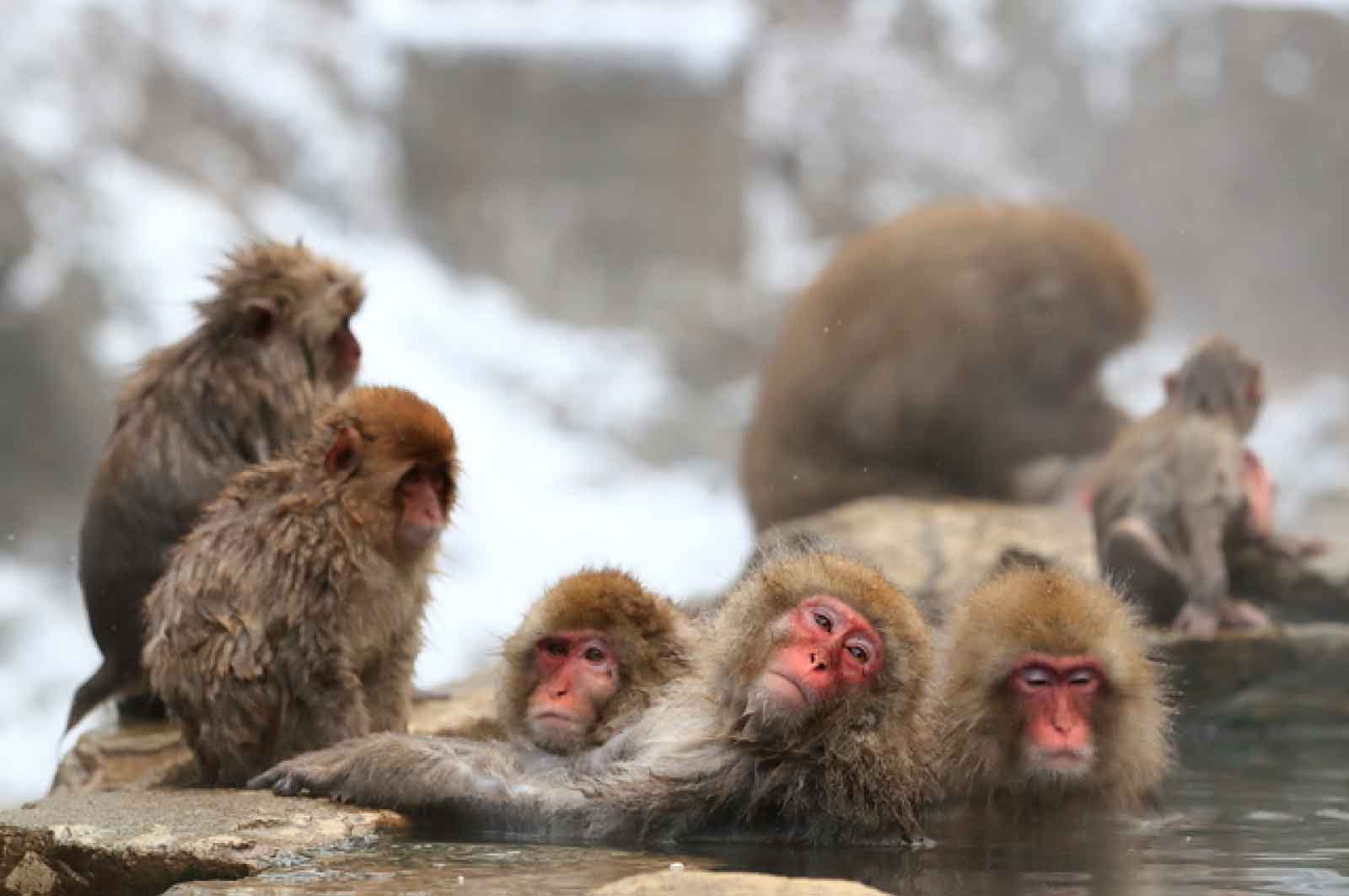 地獄谷野猿公苑