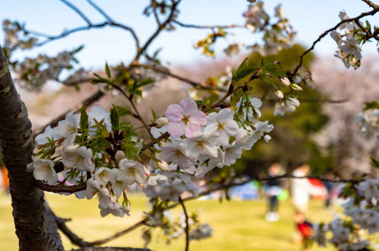 柏の葉公園