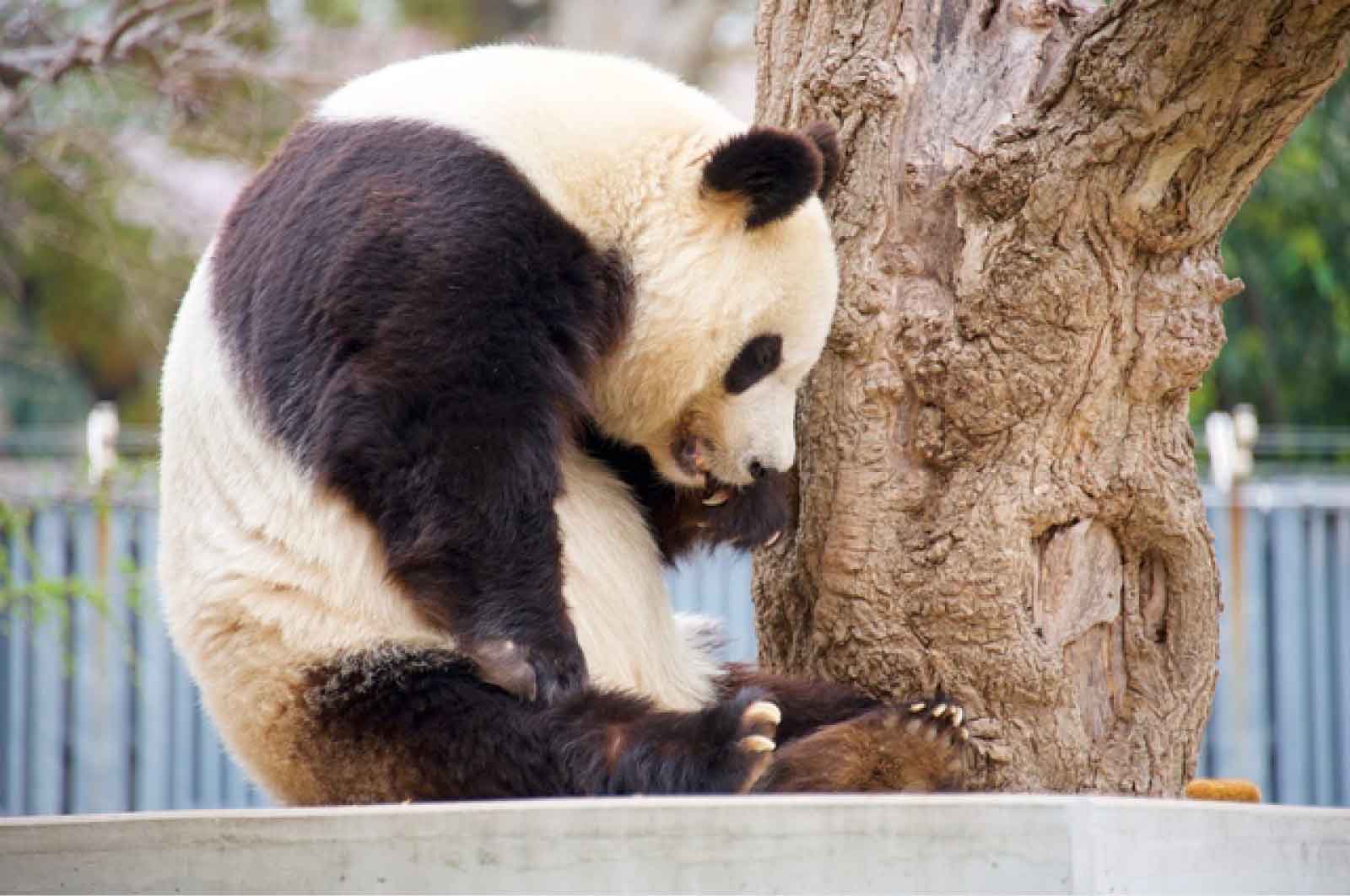 神戸市立王子動物園