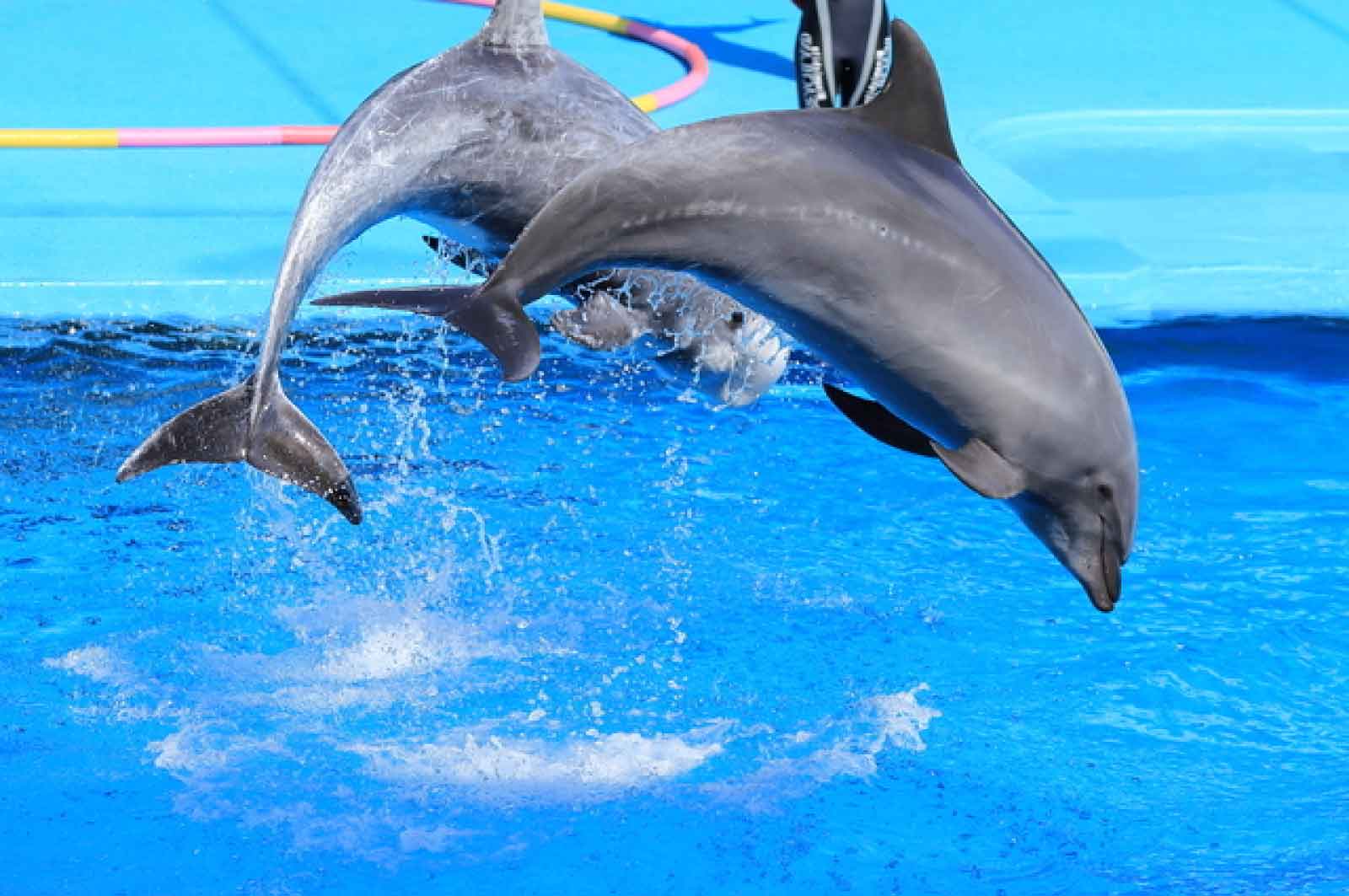 京都水族館