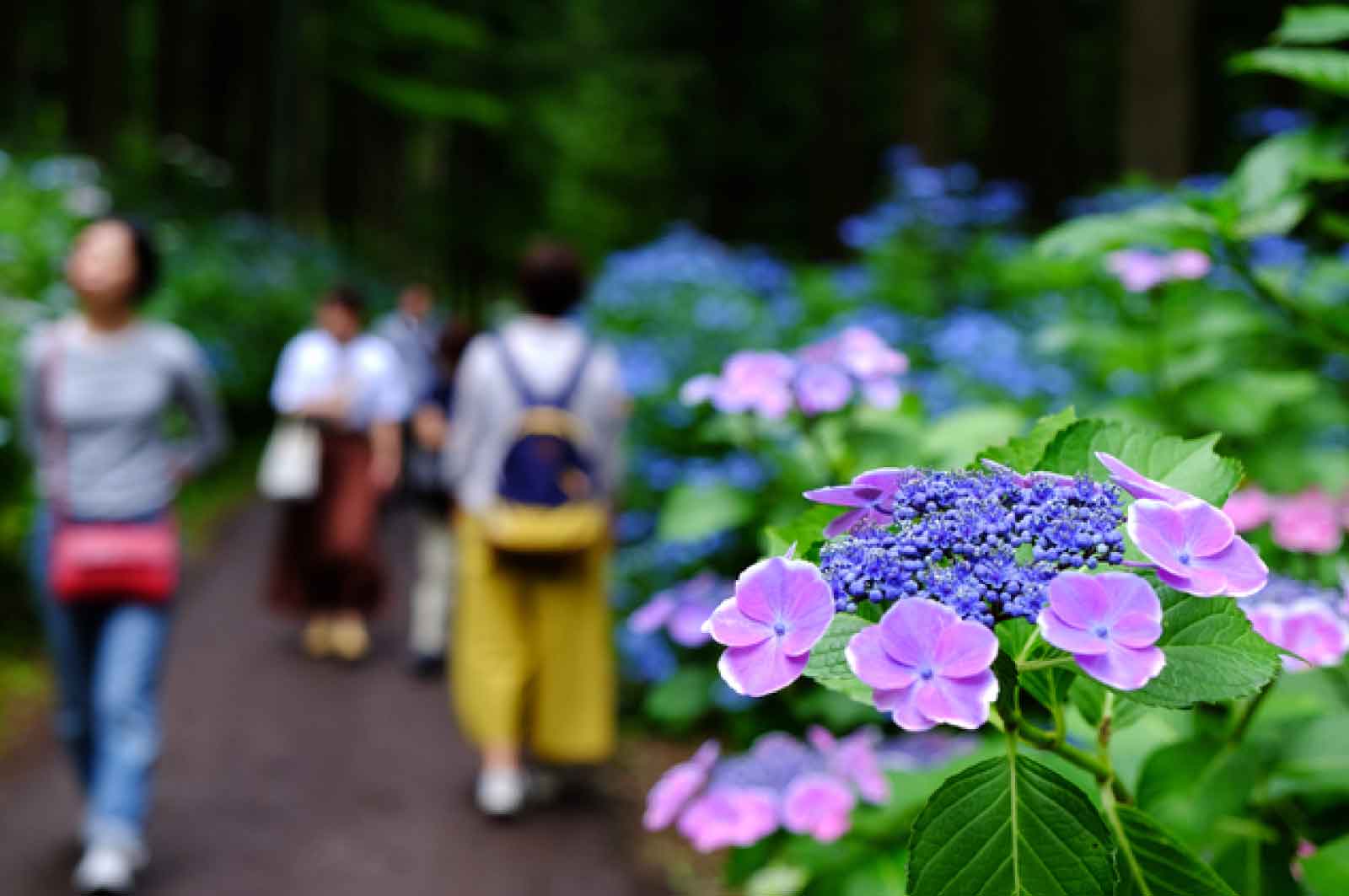 みちのくあじさい園