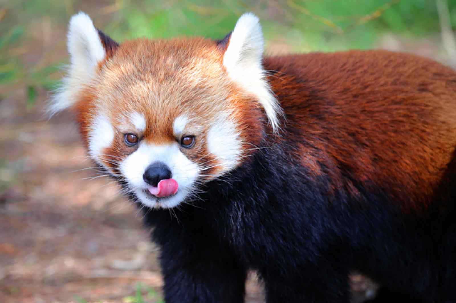 宮崎市フェニックス自然動物園