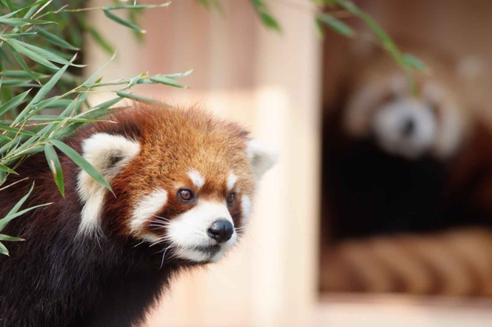 野毛山動物園