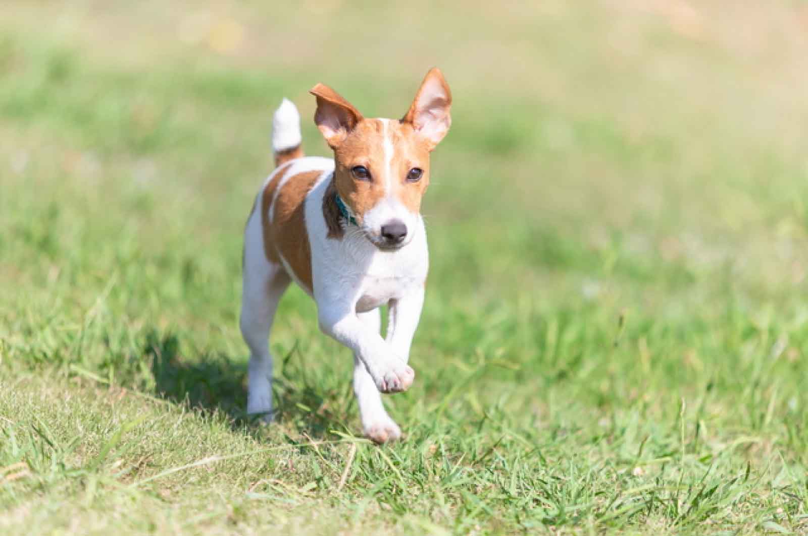 世界の名犬牧場