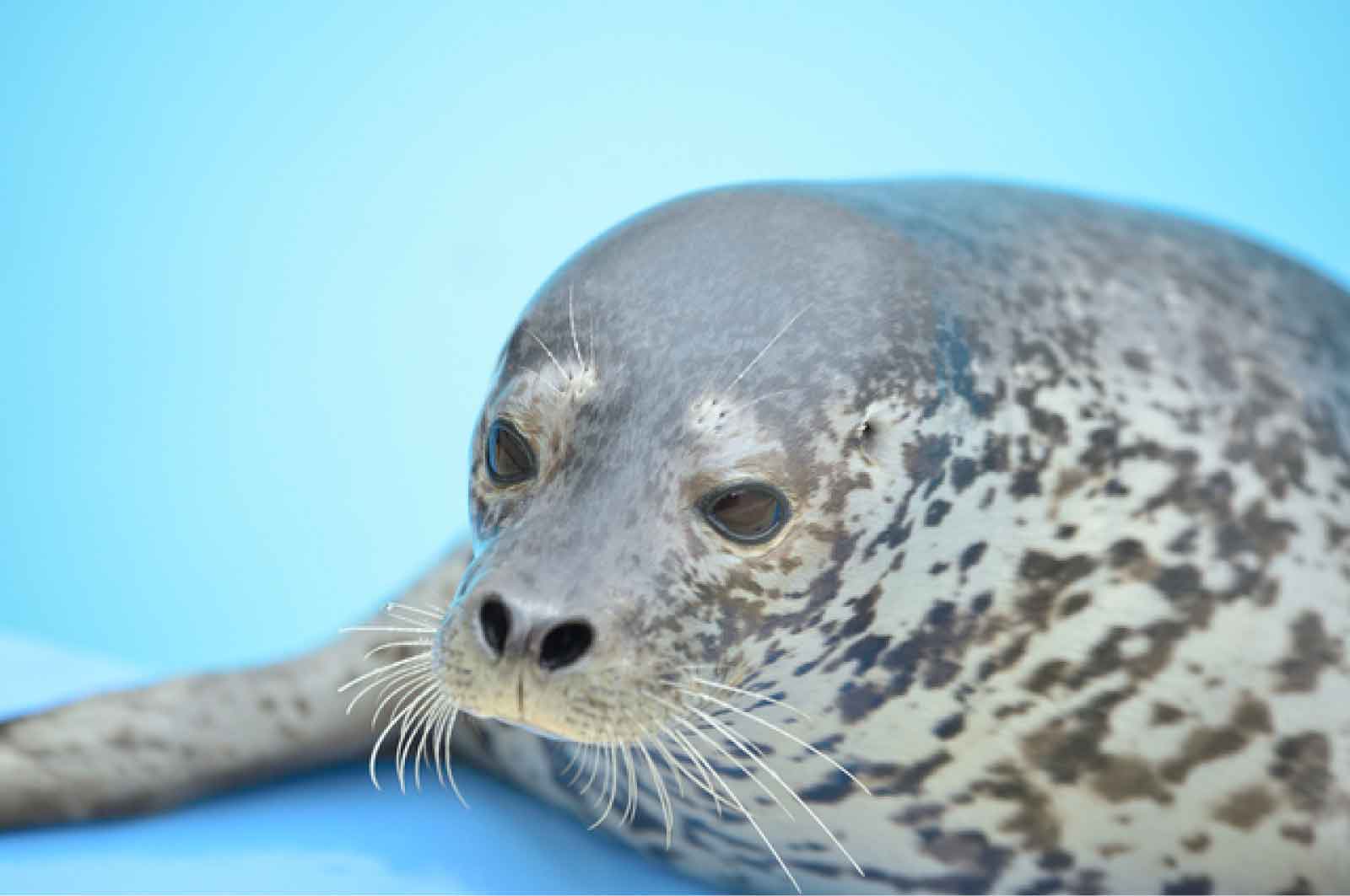 新屋島水族館