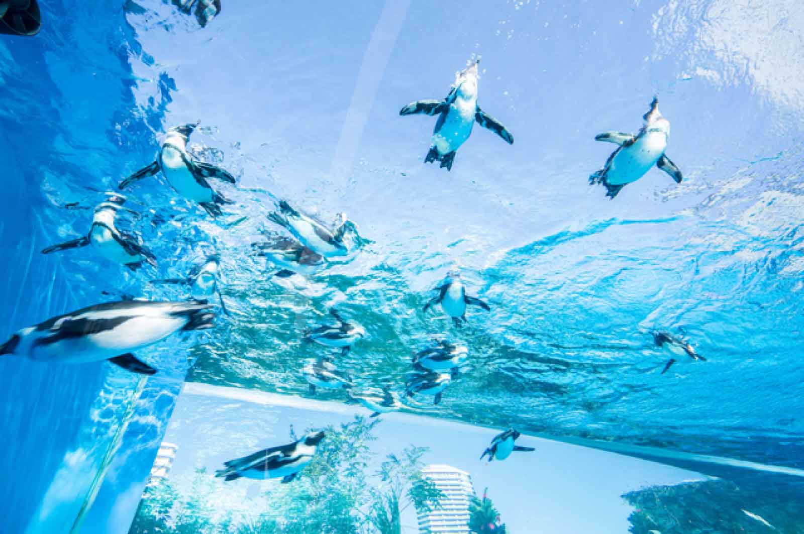 サンシャイン水族館