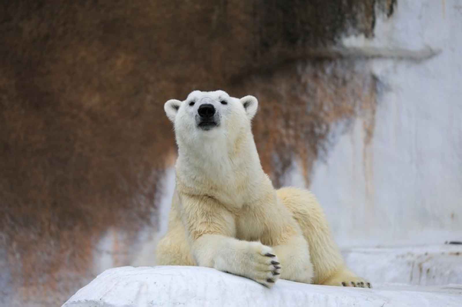 天王寺動物園