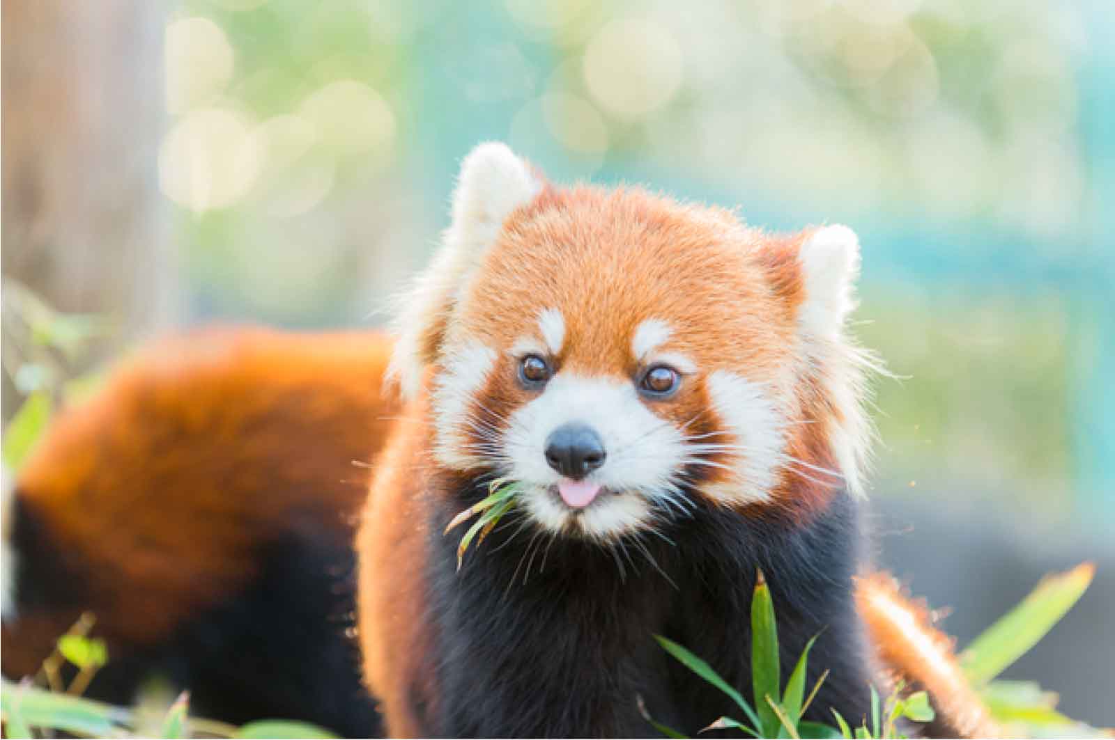 愛媛県立とべ動物園