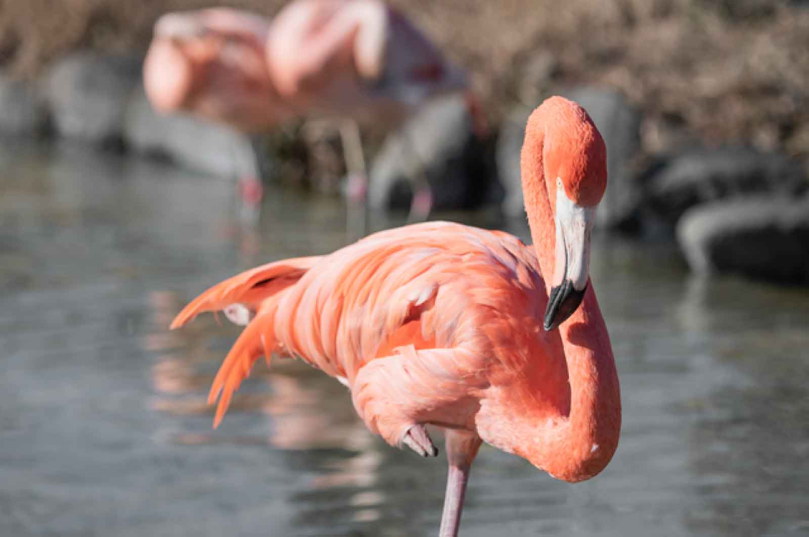 東武動物公園