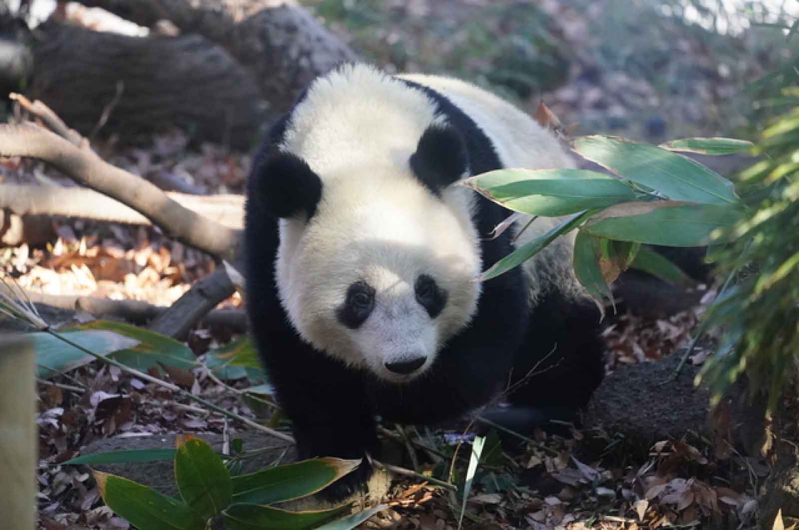 上野動物園