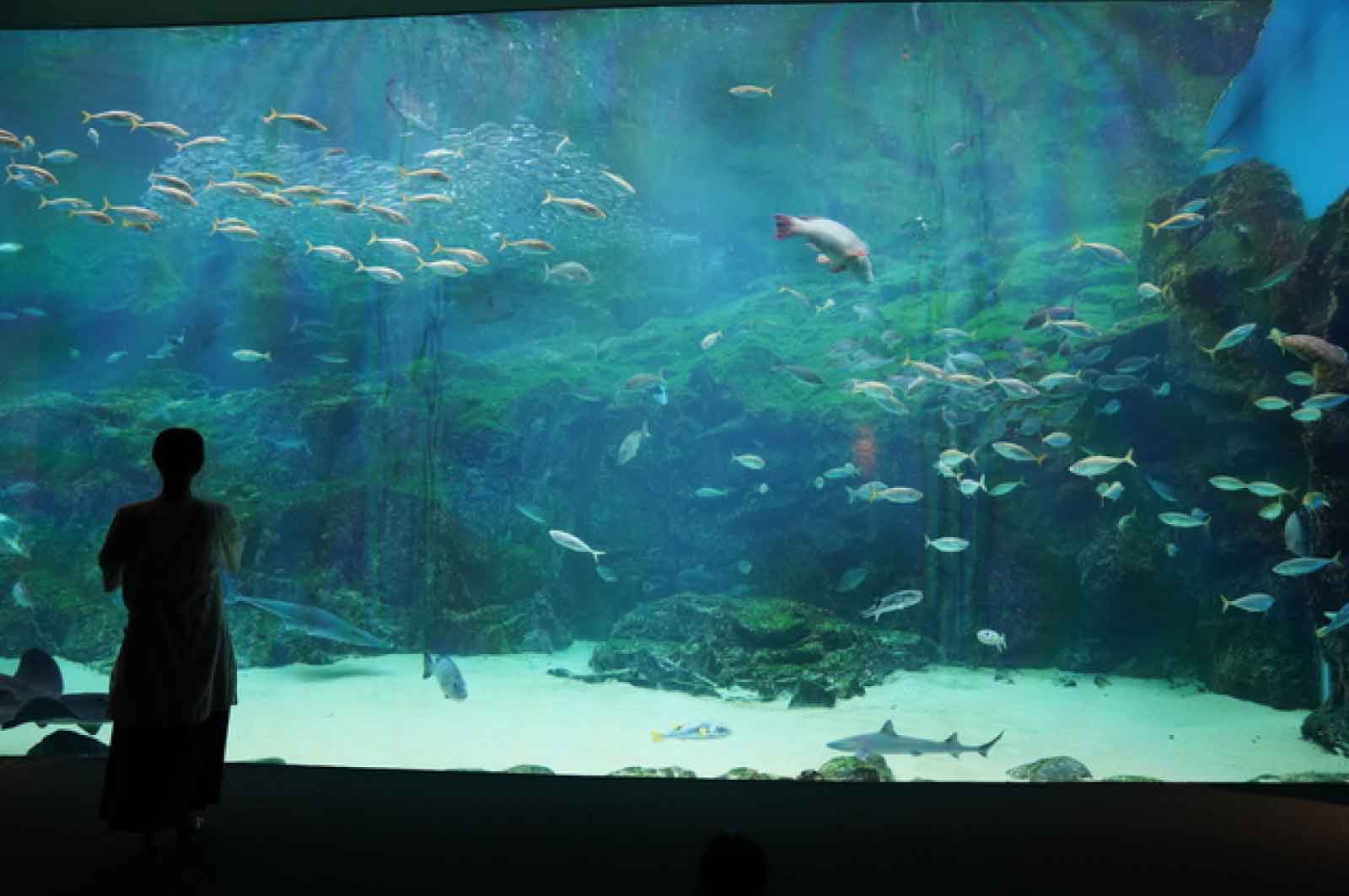 九十九島水族館（海きらら）