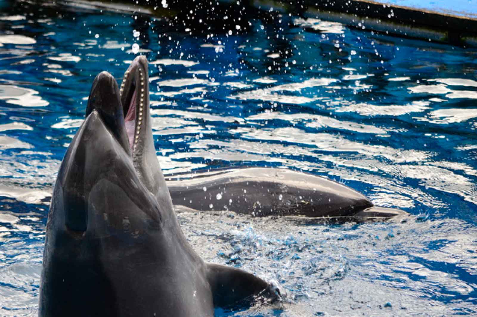 仙台うみの杜水族館