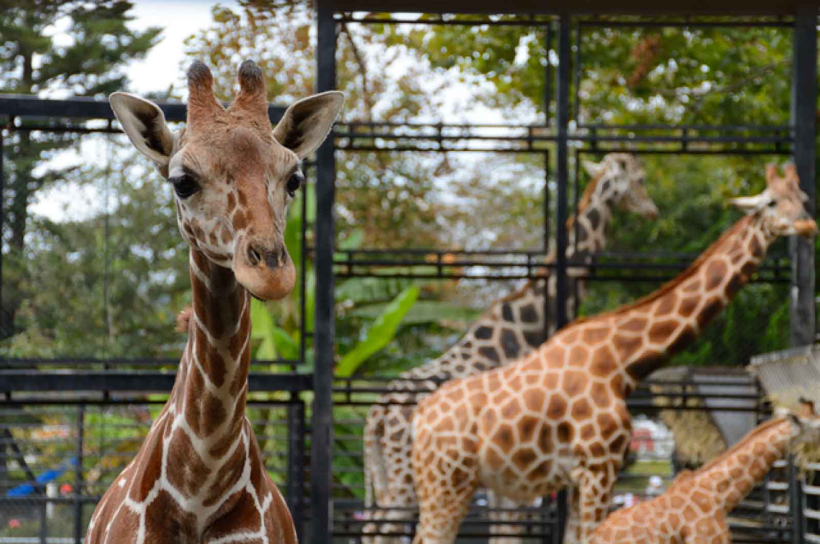 宇都宮動物園