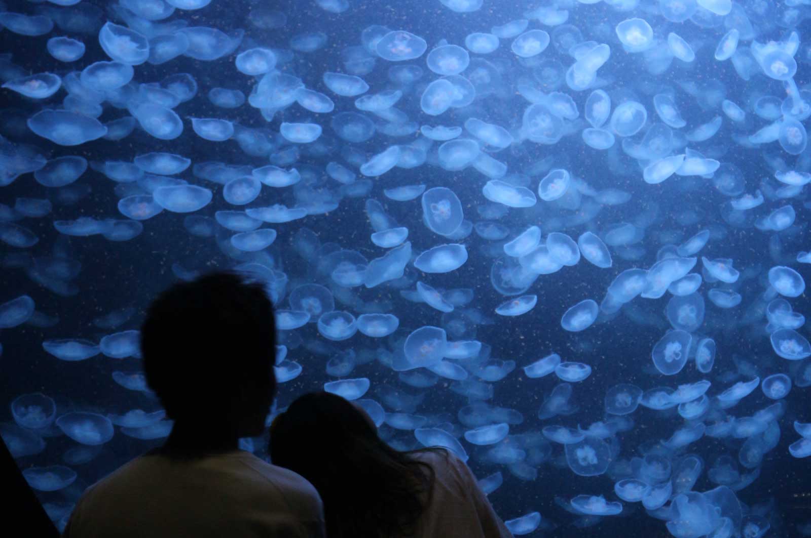 鶴岡市立加茂水族館